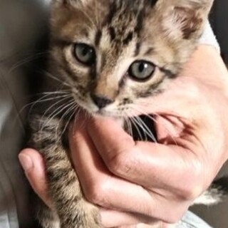 ※優先期間内にお迎え下さい　11/26迄