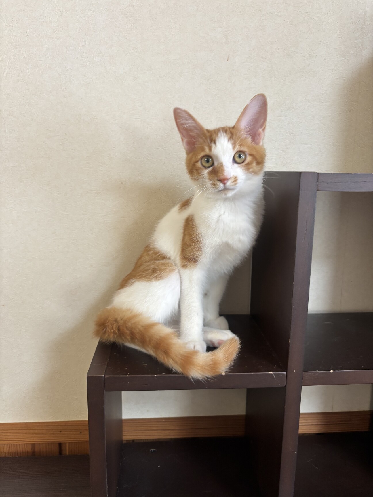 【去勢済み】茶トラ白のハチワレ サムネイル1