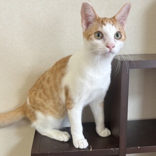 【茶トラ白】ゴロゴロ音がすごい！