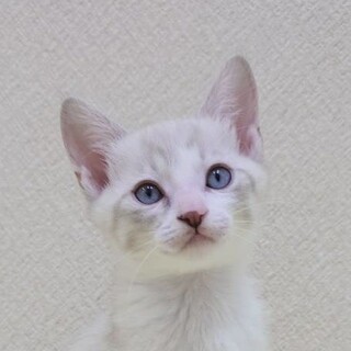 11/24高田馬場★おかゆくん★アピール上手だよ