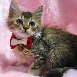 おっとり甘えん坊♪モフモフ長毛『レオくん』３カ月