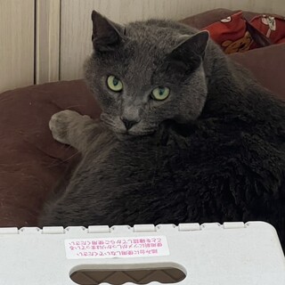 グレーの男の子︎︎⟡.·