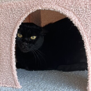 黒猫の女の子︎︎⟡.·