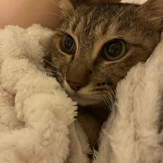 キジトラの女の子︎︎⟡.·