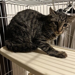 キジトラの男の子✩