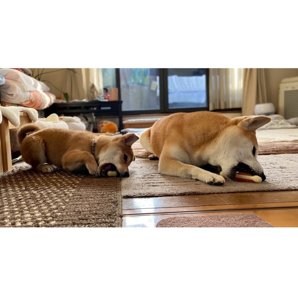 鈴　ＲＩＮ　　／　　ブリ-ダ-のカバー写真