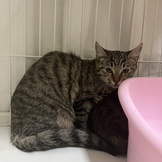 キジトラの女の子⭐︎