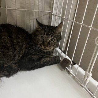 キジトラの女の子⭐︎