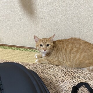 一緒に寝てくれる茶トラ女子ルビィ　1歳