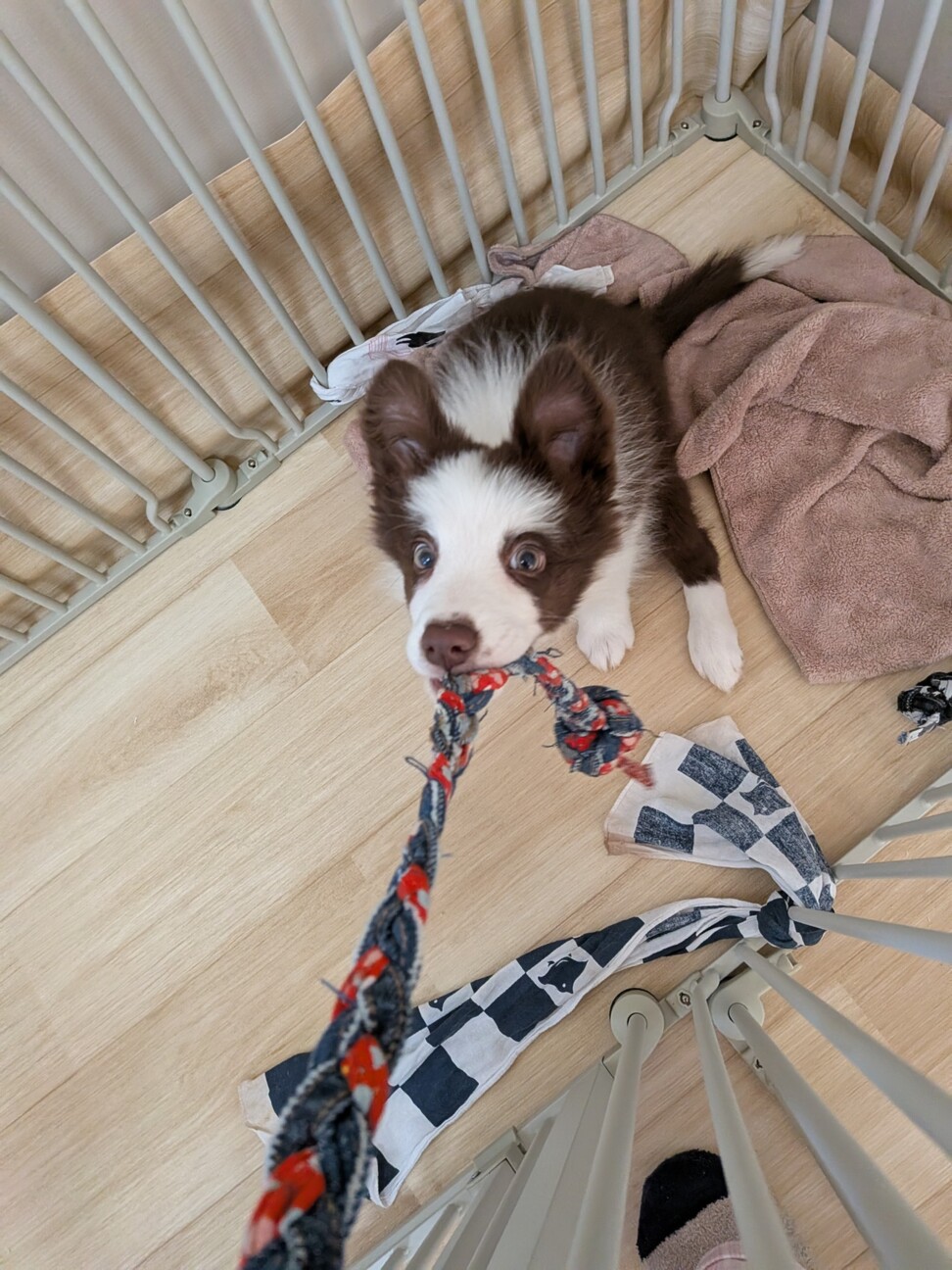 ボーダーコリー、子犬、雌、茶X白、3か月 サムネイル7