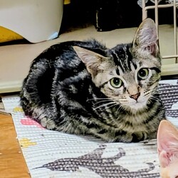 第77回【ねこ心譲渡会】