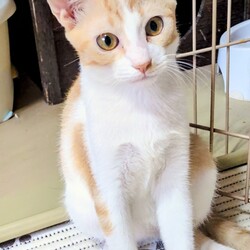 第77回【ねこ心譲渡会】 サムネイル2