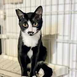 第77回【ねこ心譲渡会】 サムネイル3