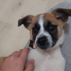 ぼんちゃん、ケージを破壊して脱走