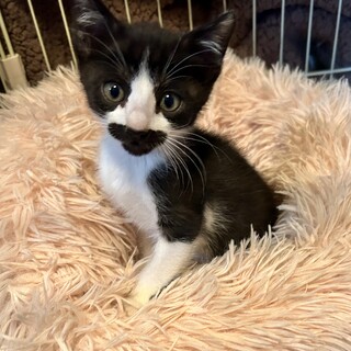 この顔見たら思わず微笑む♡デン助