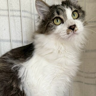 人が大好き、穏やかで可愛らしい男の子