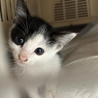黒白のかわいい子猫です。