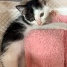 黒白のかわいい子猫です。 サムネイル3