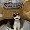 黒白のかわいい子猫です。 サムネイル6
