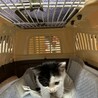 黒白のかわいい子猫です。 サムネイル7