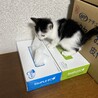 黒白のかわいい子猫です。 サムネイル4