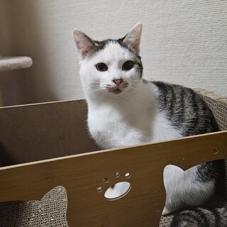 きのこ♂保護猫ちゃんです