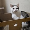 きのこ♂保護猫ちゃんです