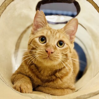 【里親さま決定!!】茶太郎です‪☆