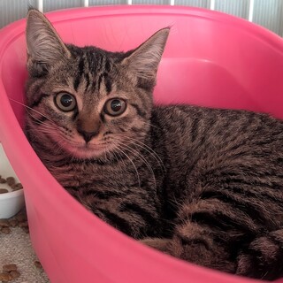 【３/29東日本橋】ラブリー♡ルンちゃん