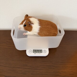 モルモット　里親さま募集