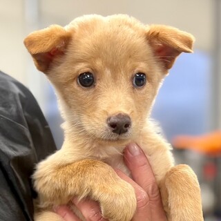 25-M258　小さな可愛い仔犬ちゃん♪