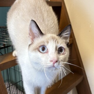 穏やかで甘えん坊な　玲