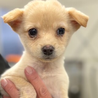 25-W259　５兄妹仔犬ちゃん♪