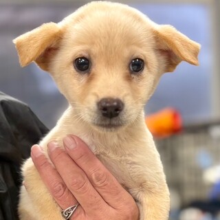 25-W260　小さく利口な子です！！