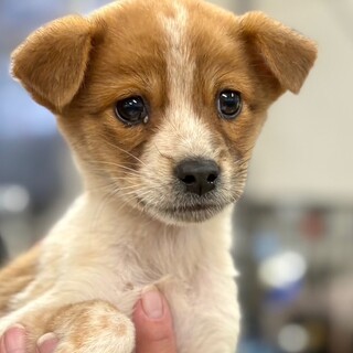 25-W261　とても利口な仔犬です！！