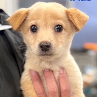 25-M262　甘えん坊の仔犬ちゃんです♪