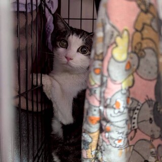 大人しい女の子すーちゃん