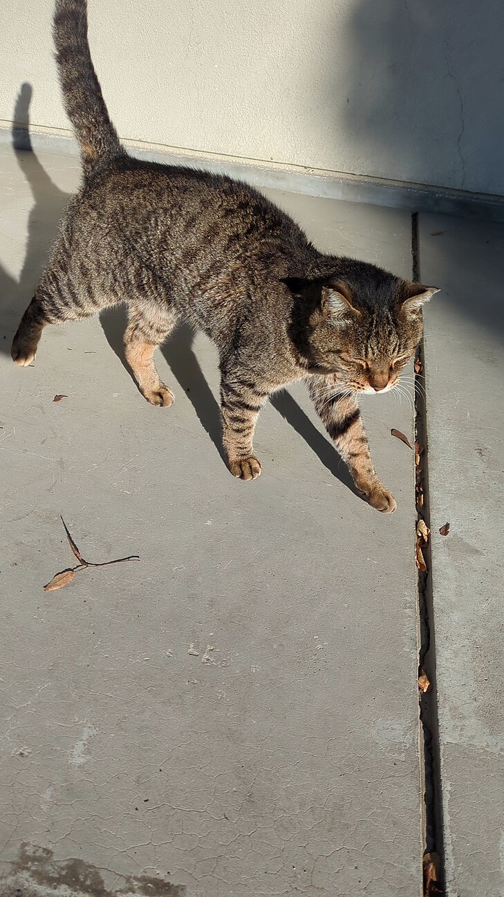 成猫キジトラオスさくら耳 サムネイル2