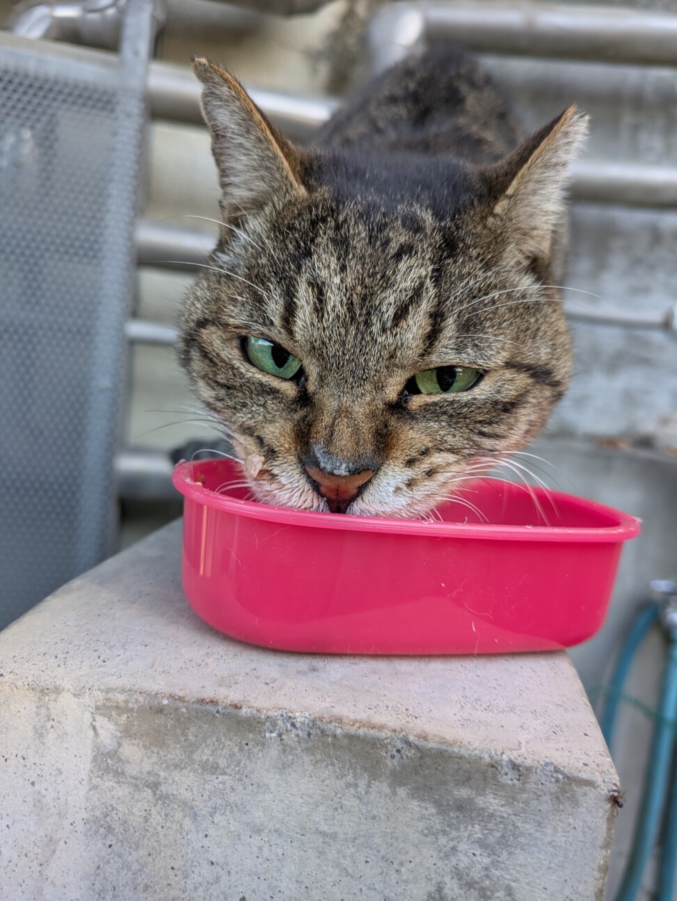 成猫キジトラオスさくら耳 サムネイル3