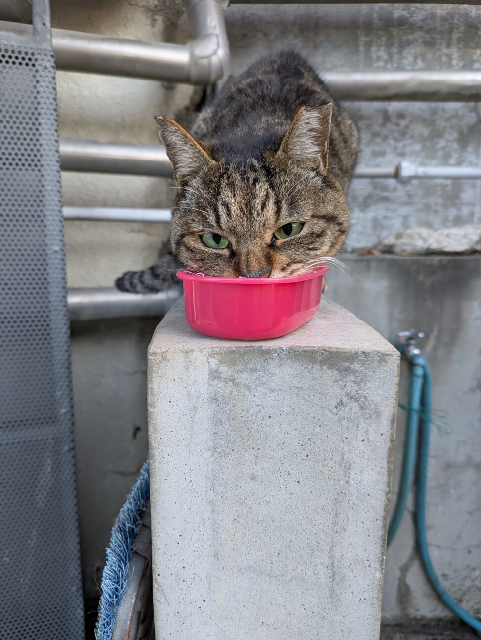 成猫キジトラオスさくら耳 サムネイル4