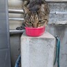 成猫キジトラオスさくら耳 サムネイル4