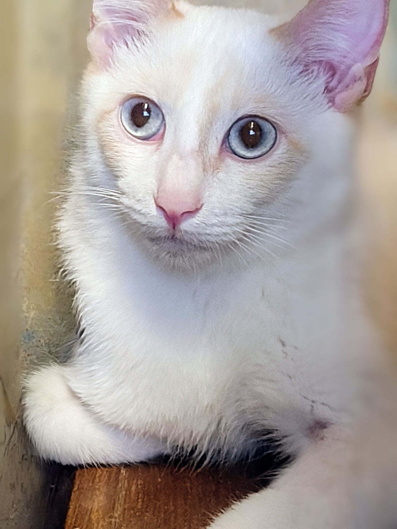 ブルーの瞳が綺麗な碧 サムネイル1