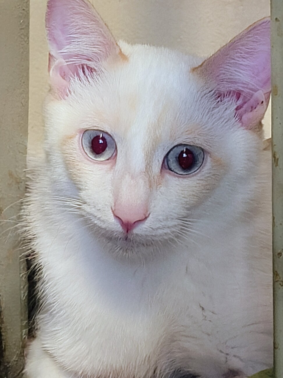 ブルーの瞳が綺麗な碧 サムネイル2