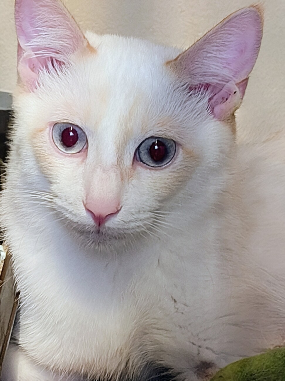 ブルーの瞳が綺麗な碧 サムネイル3