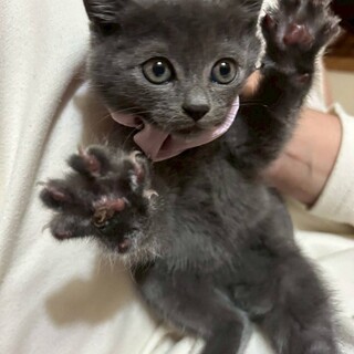 グレーな女の子　すもも