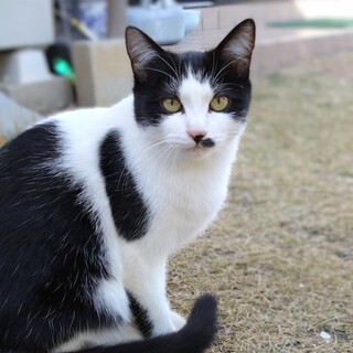 鼻ﾁｮﾋﾞが可愛い☆ﾊﾁﾜﾚのはっちゃん！