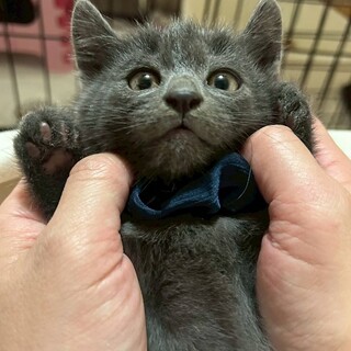 グレーな男の子　あんず