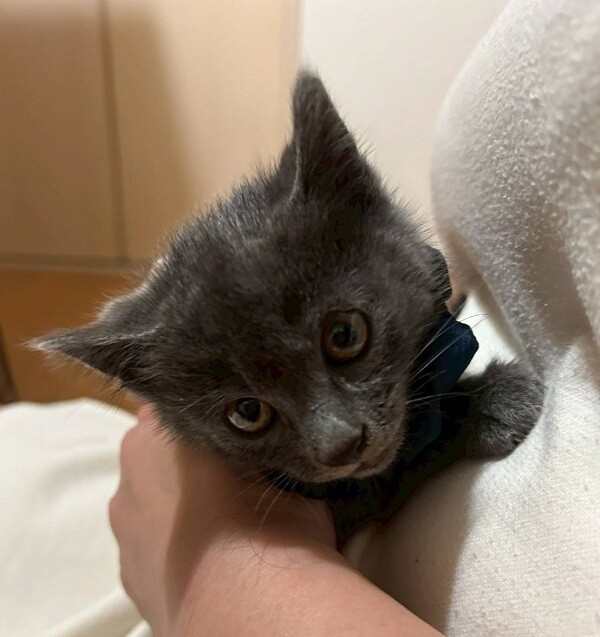 グレーな男の子　あんず サムネイル2