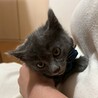 グレーな男の子　あんず サムネイル2