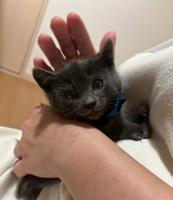 グレーな男の子　あんず サムネイル3